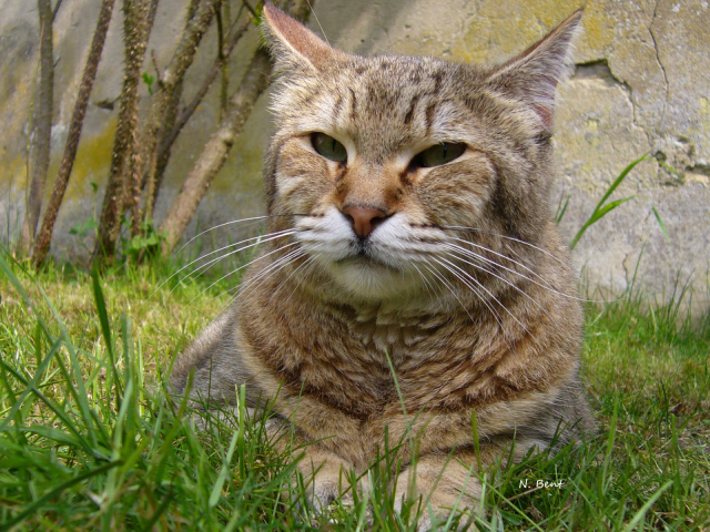 Гордый кот пиксибоб