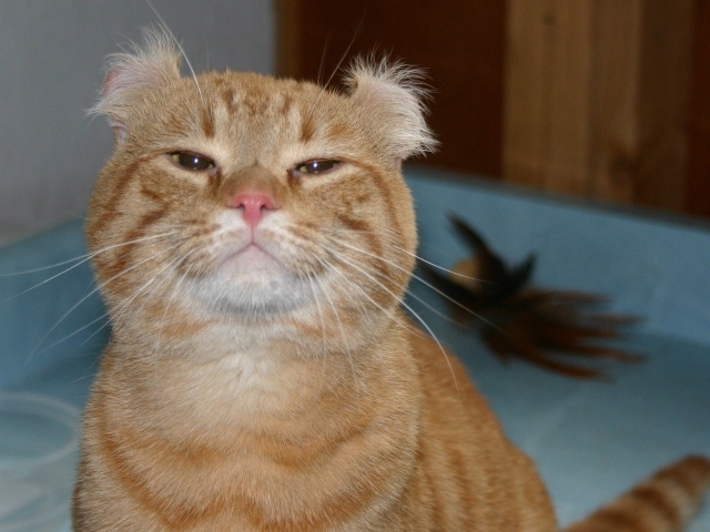 Гордый рыжий американский керл