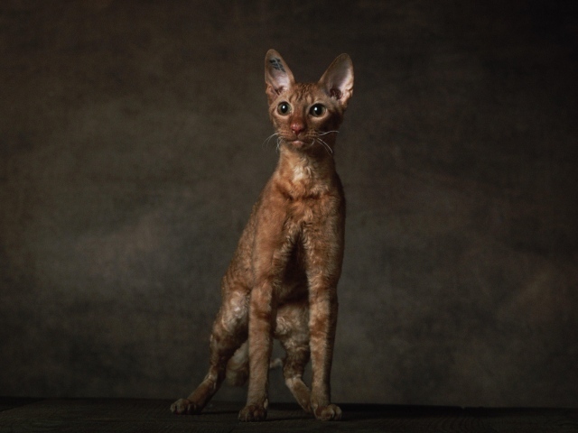 Породистый корниш рекс