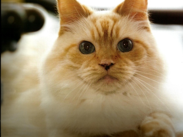 Рыжая гималайская кошка