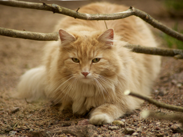 Рыжая норвежская лесная кошка на природе