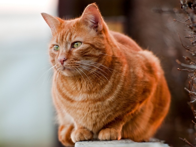 Рыжий жирный кот