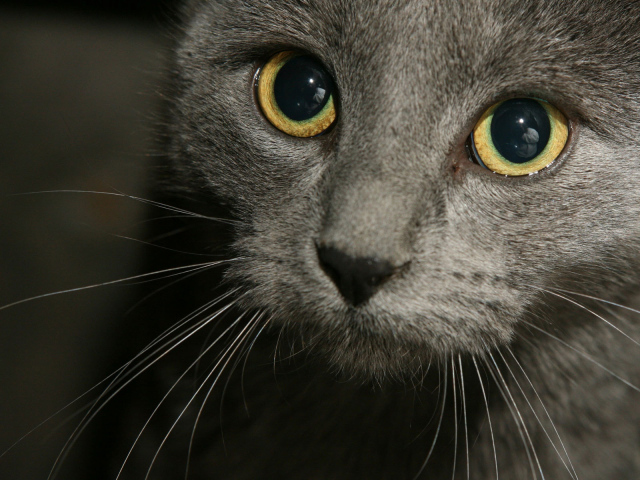 Глаза русской голубой кошки