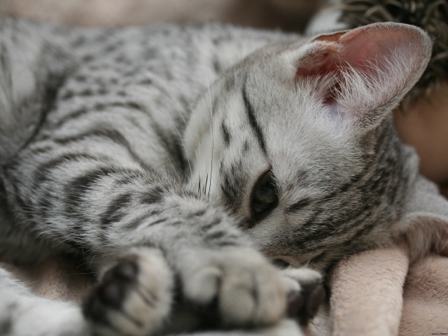 Грустный котенок египетская мау