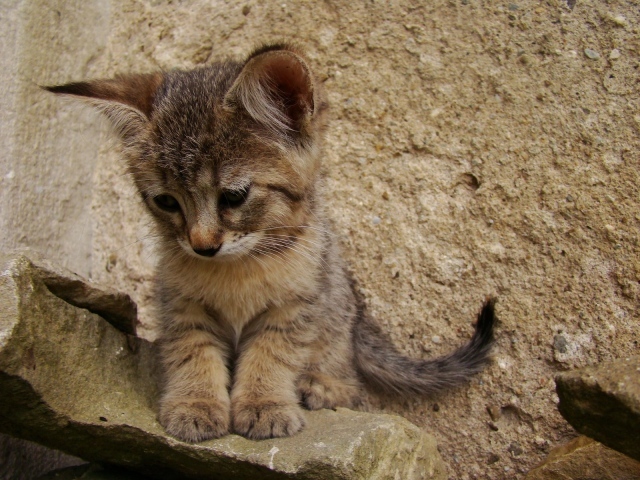 Грустный котенок пиксибоб