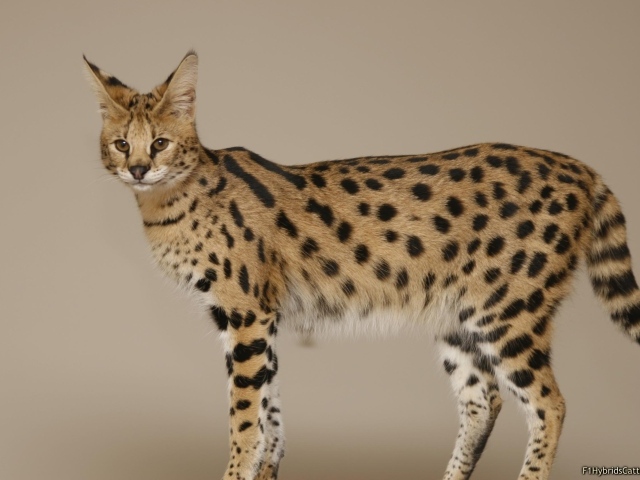 Кошка породы саванна