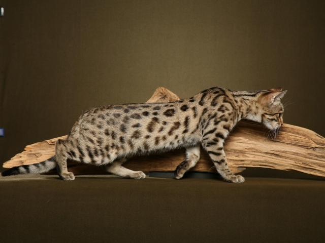 Кошка саванна у сухой ветки