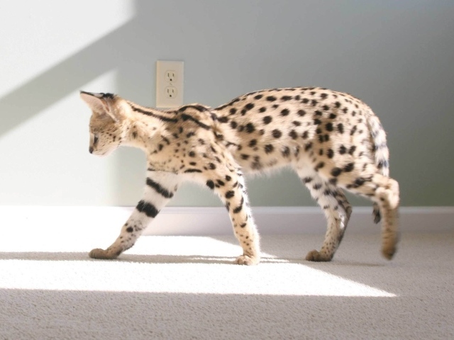 Кот саванна гуляет по квартире