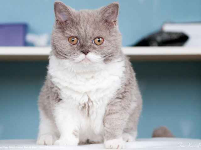 Кот селкирк рекс