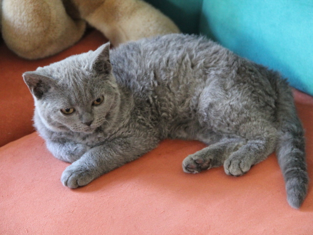 Селкирк рекс лежит на диване