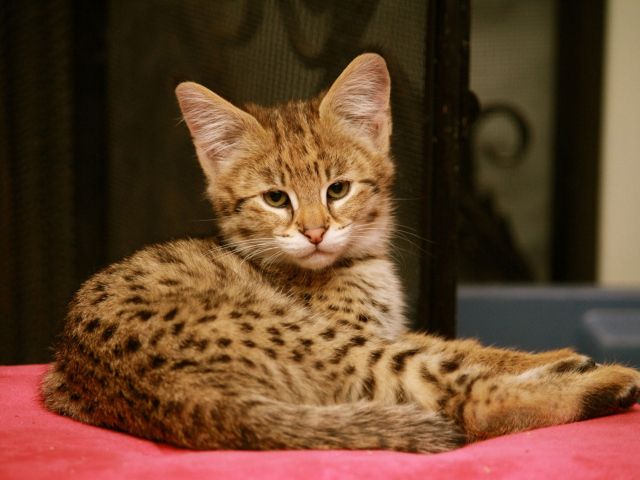 Серьезный котенок саванна