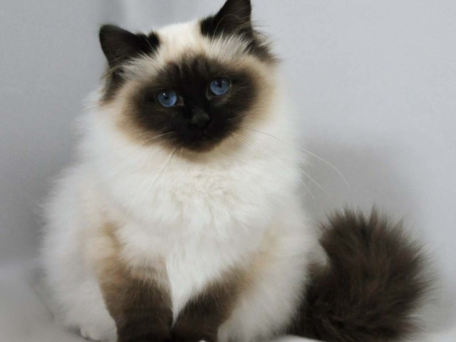 Лохматый котенок гималайской кошки