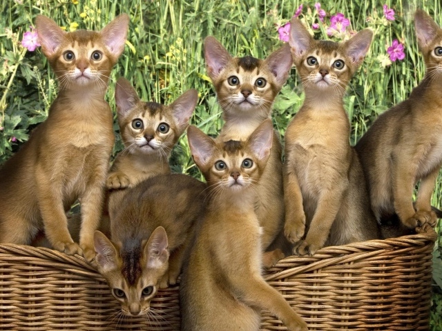 Корзина котят абиссинской породы