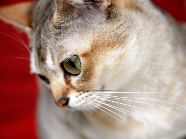 Милашка сингапурская кошка