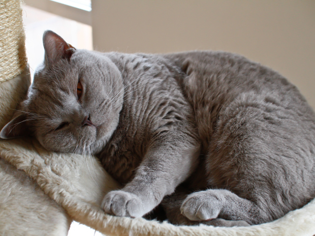 Спящая британская длинношерстная кошка