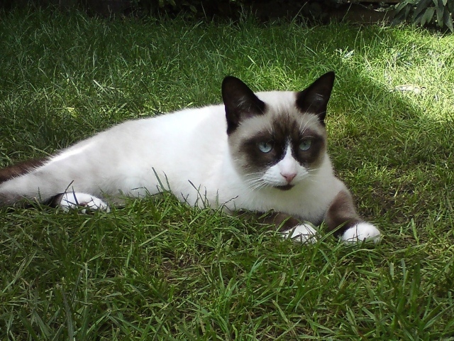 Кот сноу-шу на траве