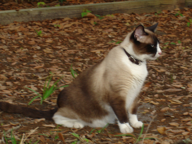 Кот сноу-шу в ошейнике