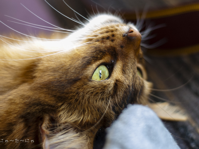 Сомалийская кошка на спине