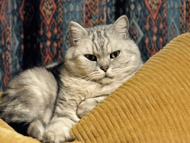 Милая британская короткошерстная кошка