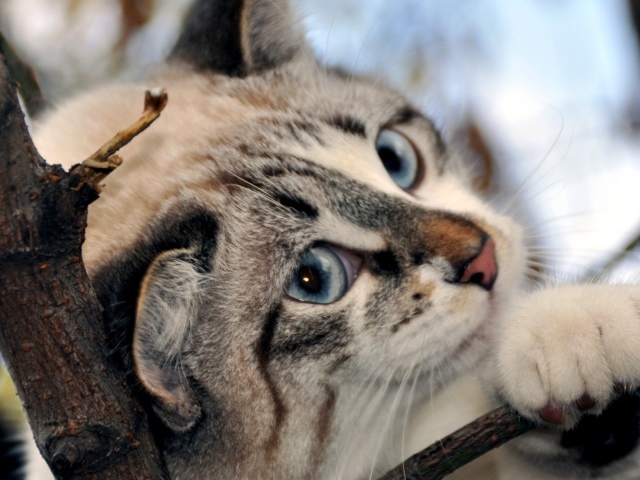 Голубоглазый кот