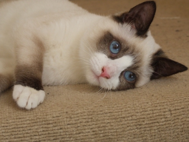 Голубоглазый кот сноу-шу