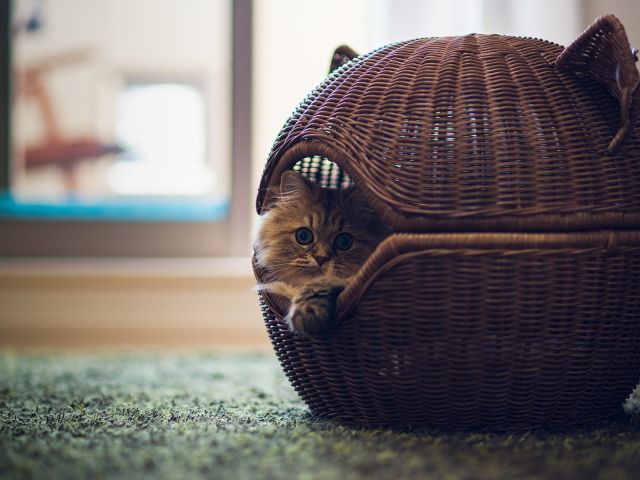 Кот в оригинальной корзине