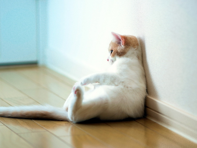 Кошка отдыхает у стены