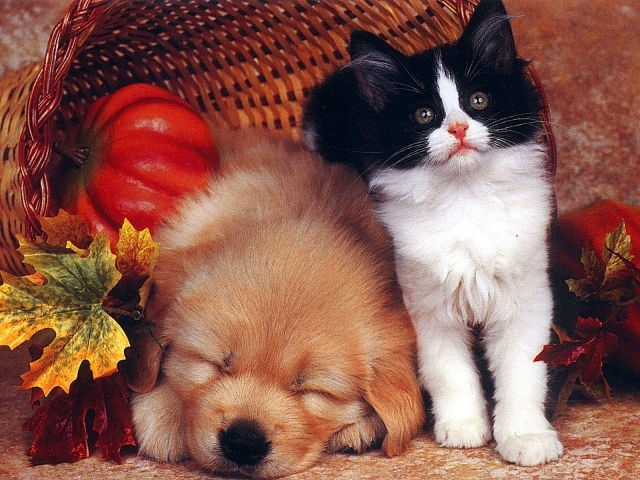 Собака спит а кот охраняет
