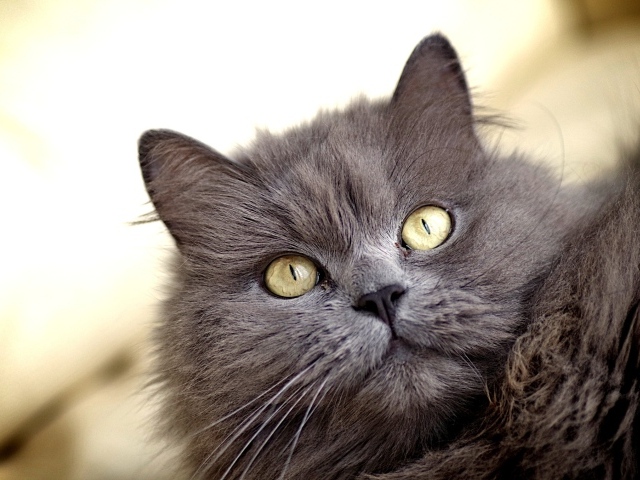 Зеленоглазый пушистый кот