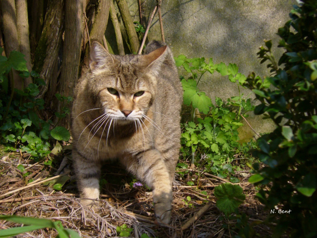 Хозяин сада пиксибоб