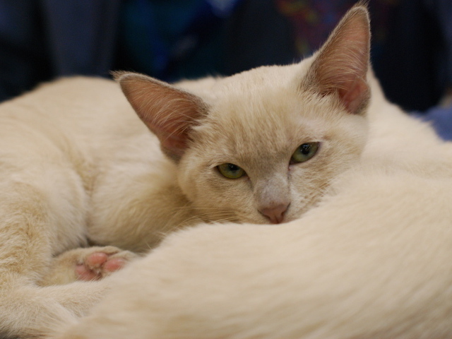 Пушистая тонкинская кошка