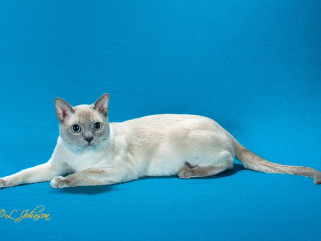 Тонкинская кошка на голубом фоне