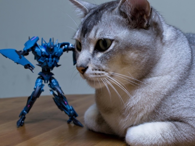 Игрушка атакует кошку бурмилла