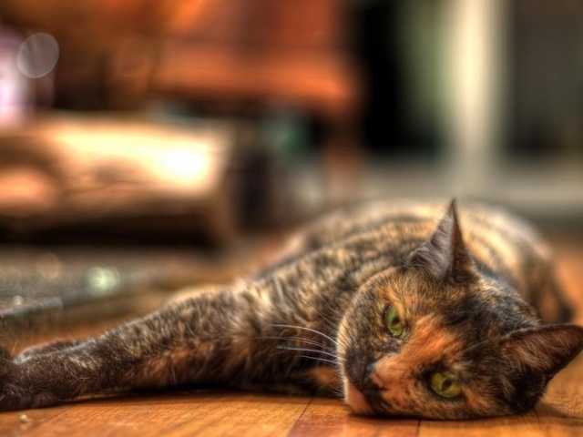 Трехцветная европейская короткошерстная кошка