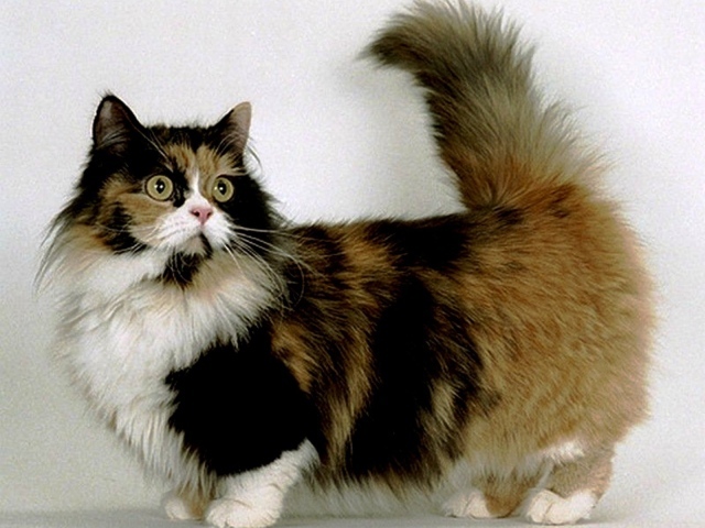 Трехцветная кошка манчкин