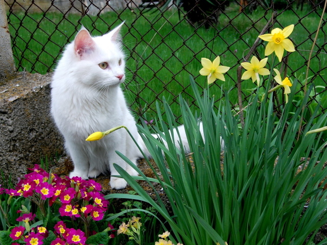 Кошка турецкая ангора среди цветов