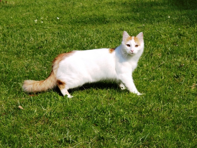 Турецкий ван на траве