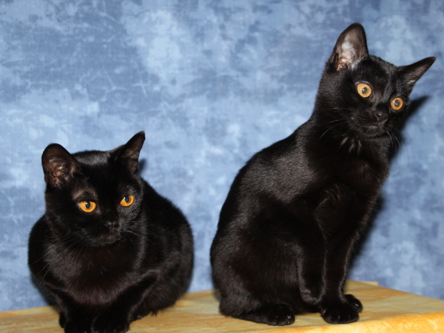 Две бомбейских кошки