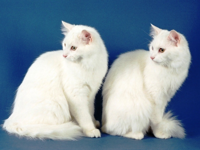 Два кота турецкая ангора