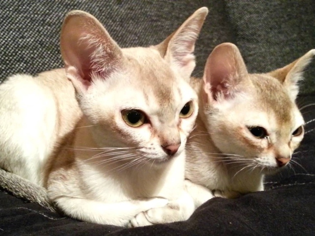 Две сингапурских кошки