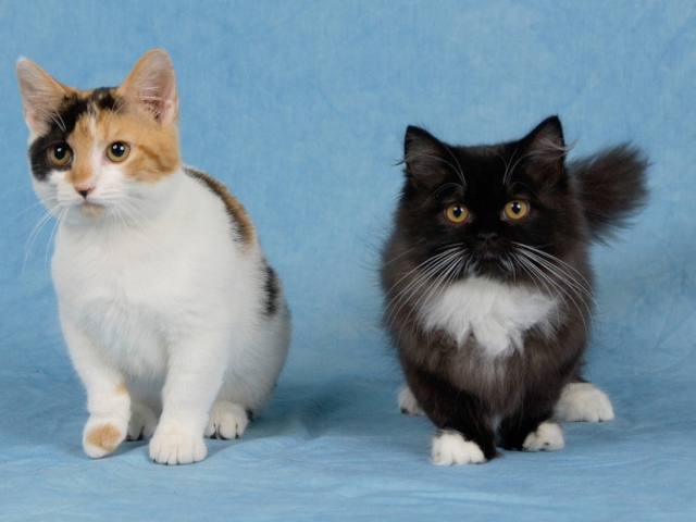 Два котенка манчкин