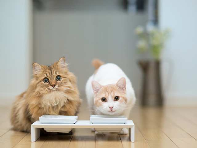 Два кота у кормушки