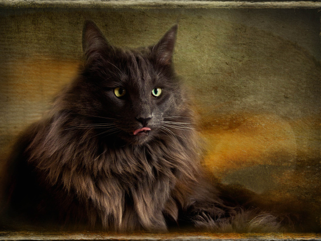 Обои с норвежской лесной кошкой