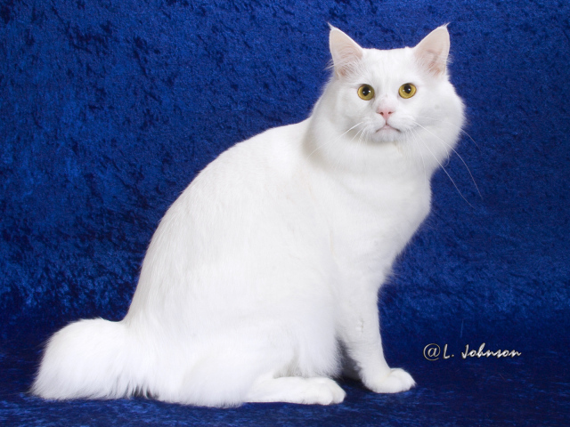 Белый американский бобтейл