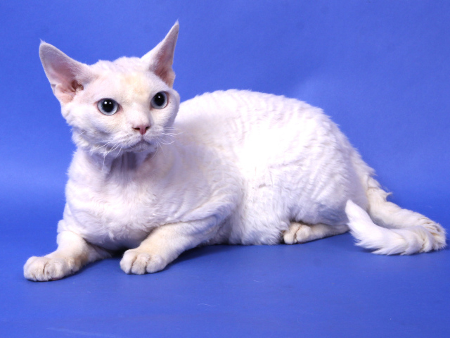 Белый девон-рекс
