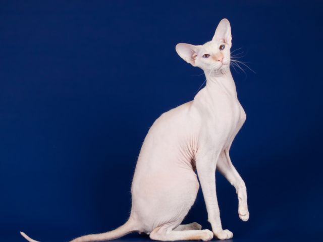 Белый кот петерболд