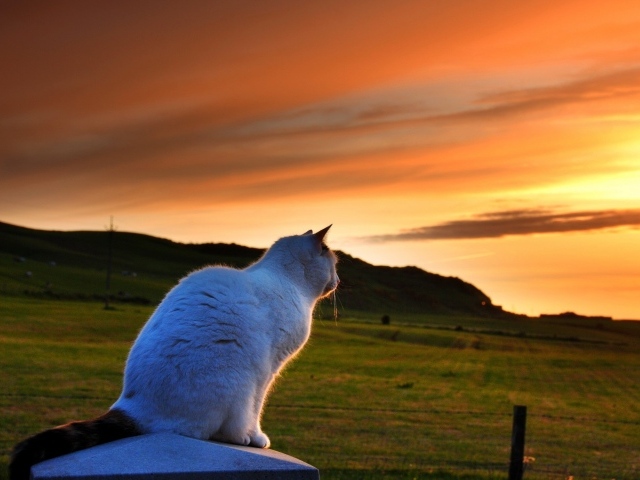 Белый кот смотрит на закат