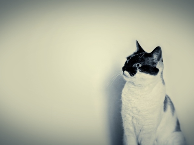 Белый кот с черной мордой