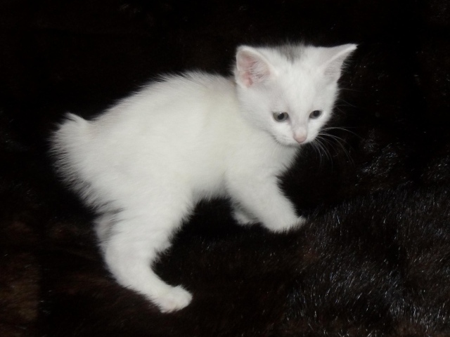 Белый котенок курильского бобтейла