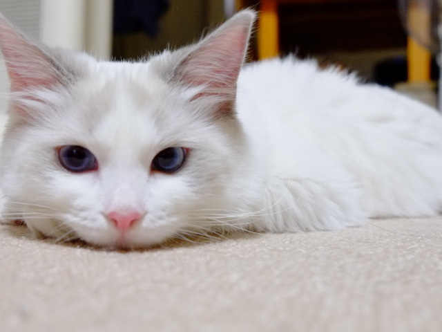 Белый рэгдолл на полу